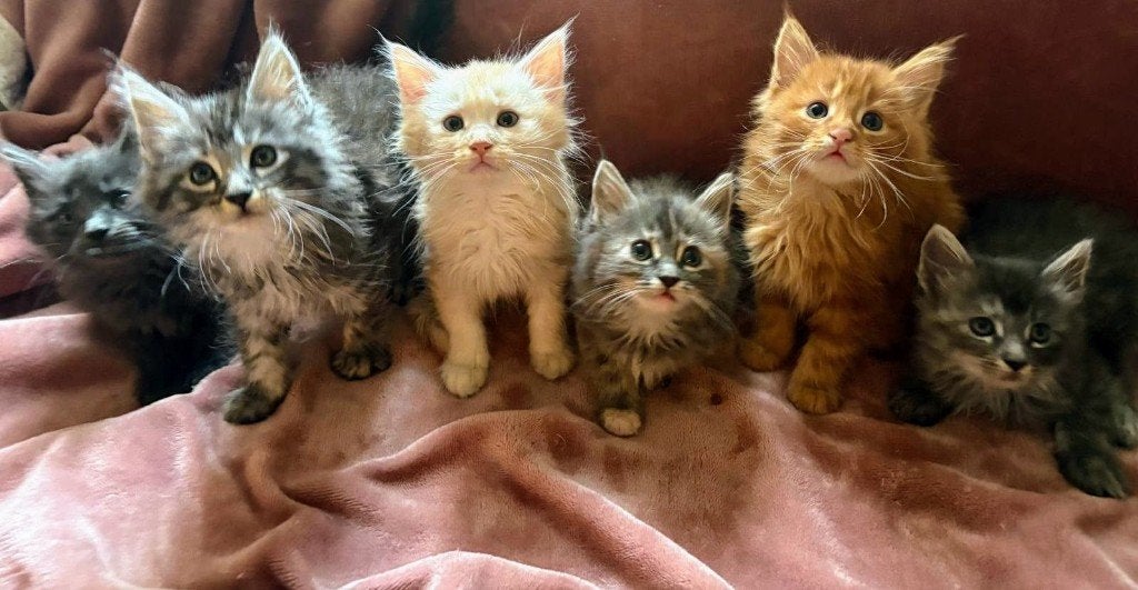 Prachtige Maine Coon kittens, Dieren en Toebehoren, Katten en Kittens | Raskatten | Langhaar, Meerdere dieren, Ontwormd, 0 tot 2 jaar