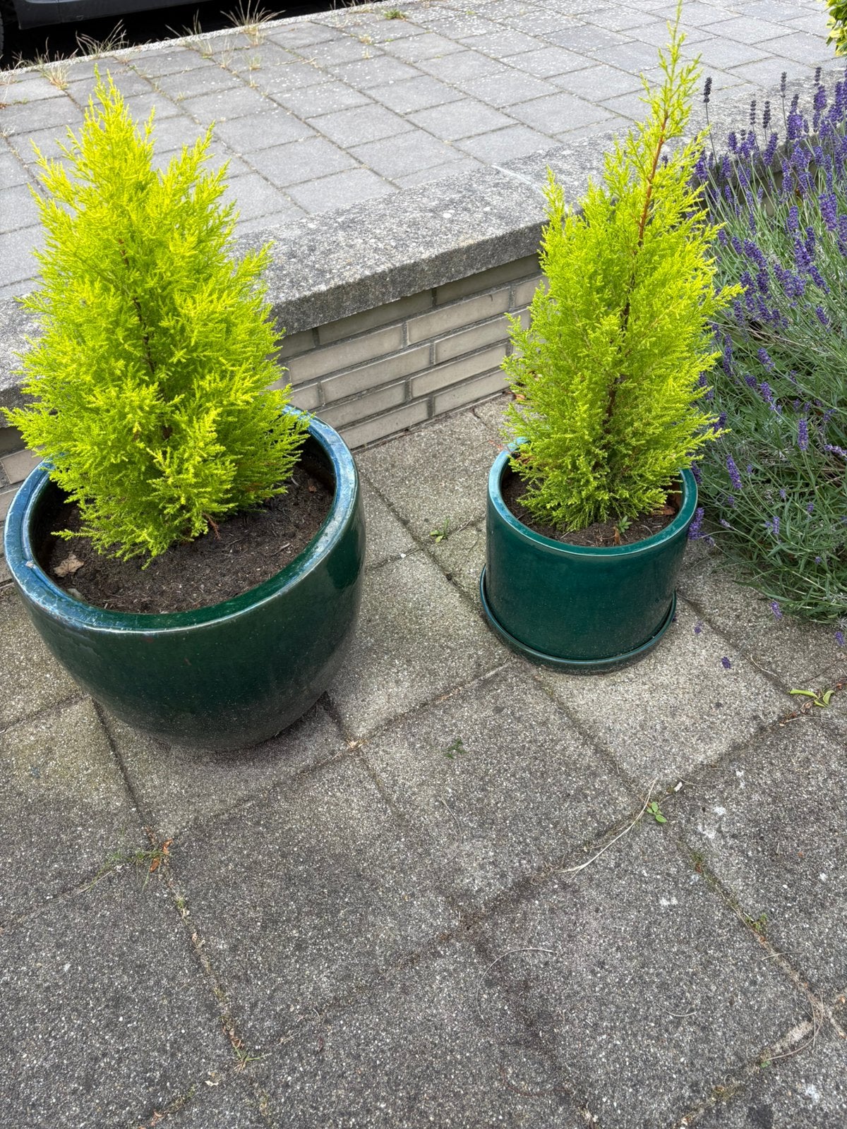 2 bloempotten  en 1 rotan plantenbak, Ophalen of Verzenden, Bloeit niet, Overige soorten, Halfschaduw