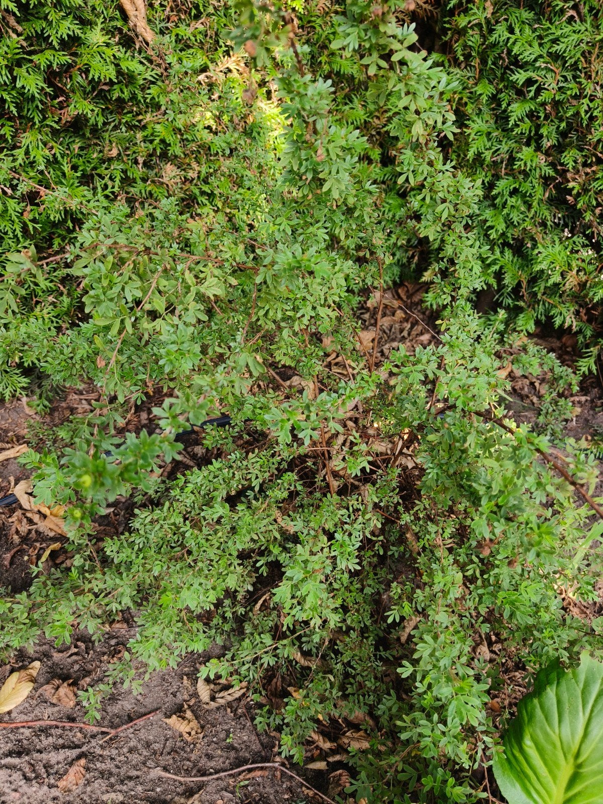 Potentilla struik met witte bloemen, Tuin en Terras, Planten | Tuinplanten, Ophalen, Overige soorten, Halfschaduw