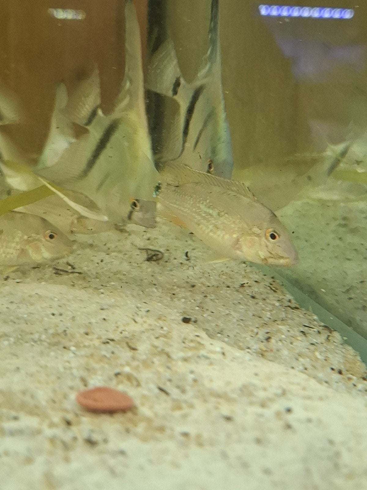Geophagus steindachneri, Dieren en Toebehoren, Vissen | Aquariumvissen, Vis