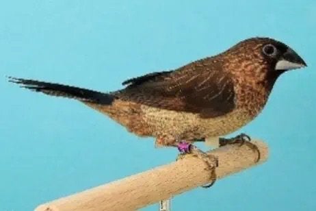 Gezocht koppel japanse meeuwen klein formaat, Dieren en Toebehoren, Vogels | Overige Vogels, Meerdere dieren, Geringd