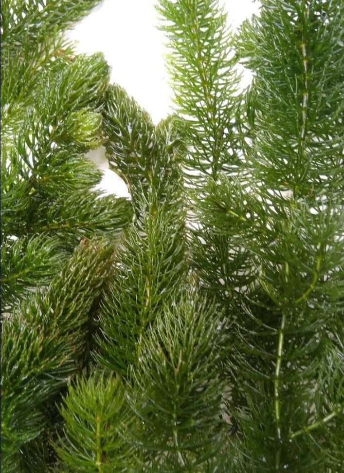Hoornblad Zuurstofplant , algen en slakken vrij, Tuin en Terras, Vijvers, Ophalen, Gebruikt