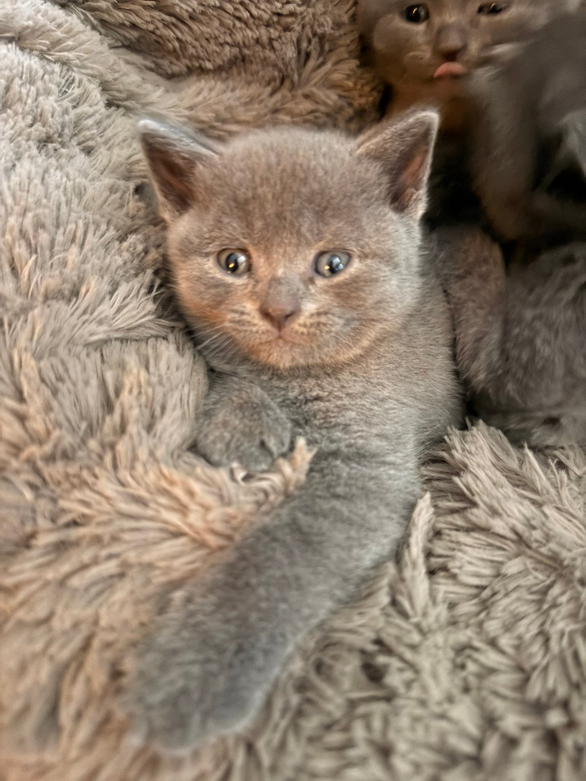 Britse Korthaar x Blauwe Rus - kittens zoeken gouden mandje, Dieren en Toebehoren, Poes, Ontwormd, 0 tot 2 jaar