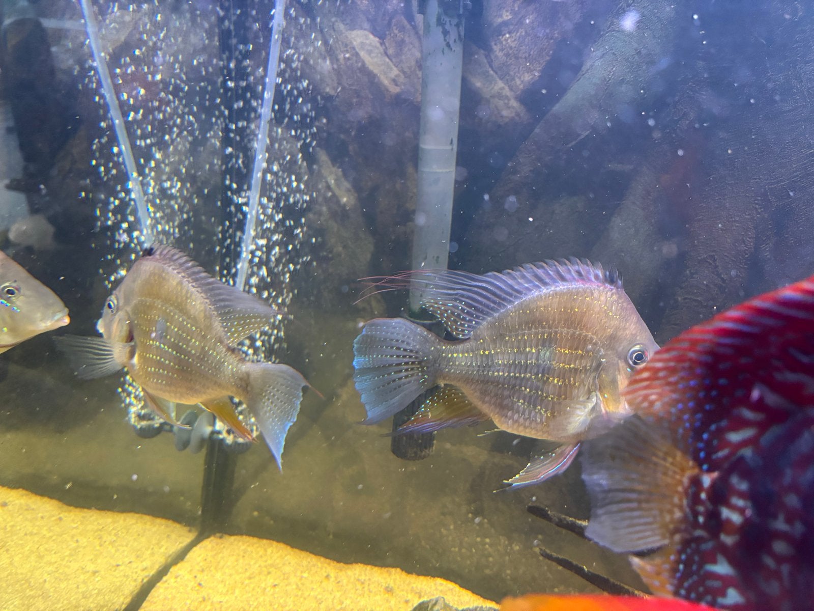 Te koop 2 stuks Acarichthys heckelii, Dieren en Toebehoren, Vis