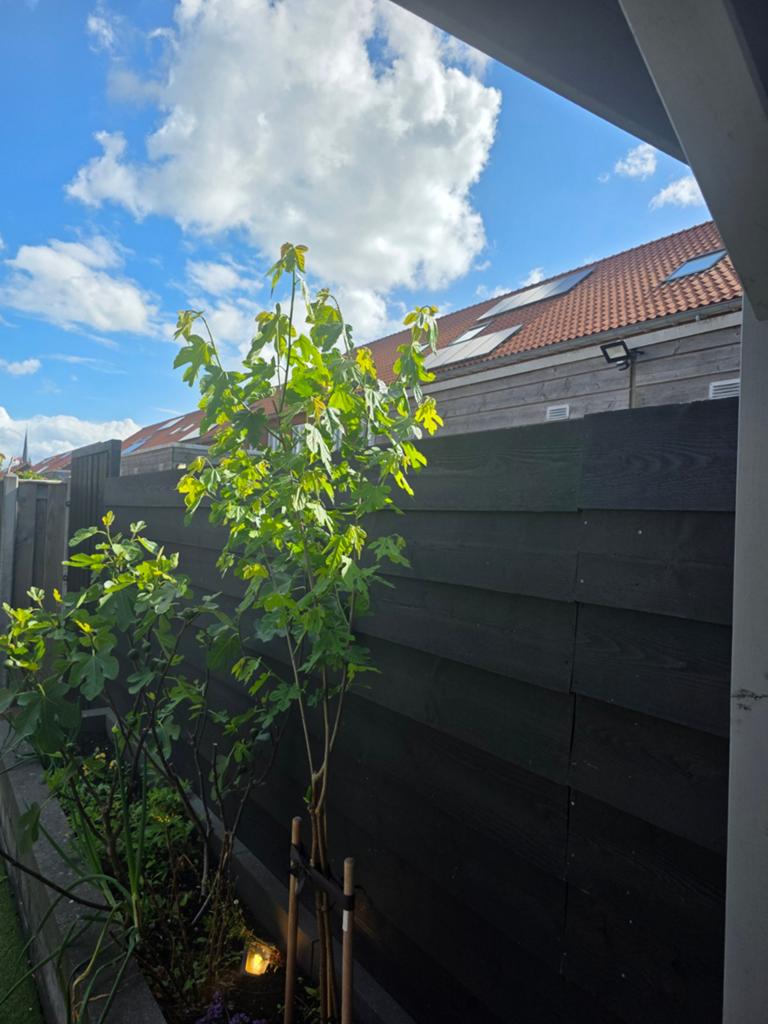 Moerbeiboom wit, Tuin en Terras, Planten | Bomen, Ophalen of Verzenden, Volle zon, Overige soorten, Minder dan 100 cm