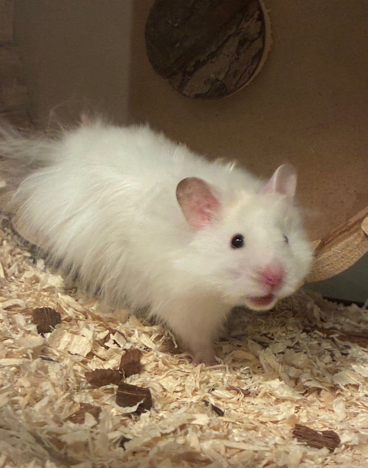 Super lieve hamster te koop vanwege allergie, Dieren en Toebehoren, Knaagdieren, Hamster, April, Mannelijk, Tam