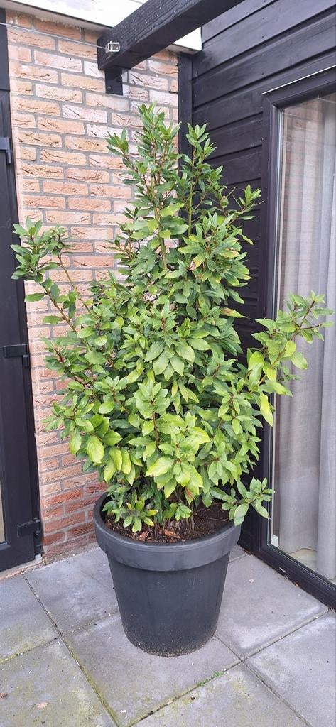 Keuken laurier in pot, Tuin en Terras, Planten | Struiken en Hagen, Ophalen, Laurier, 100 tot 250 cm