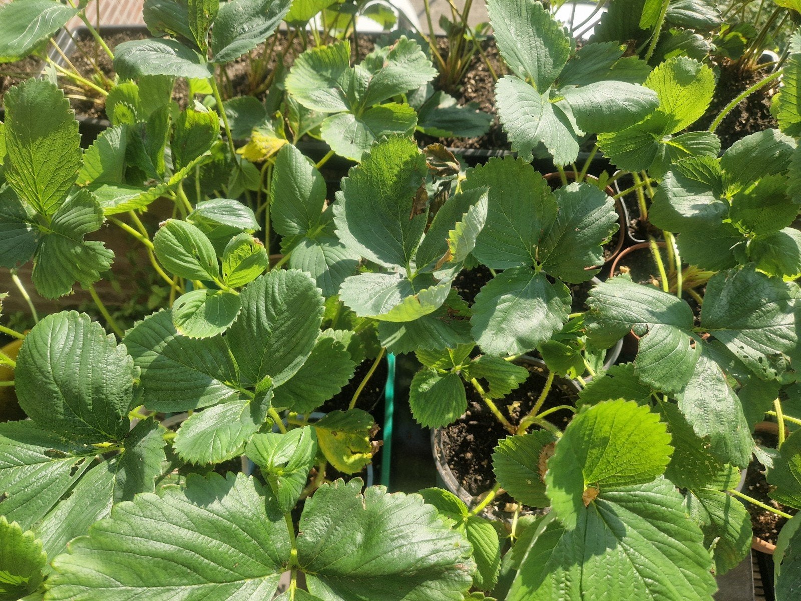 Aardbeienplant 1e & 2e jaars, Ophalen, Volle zon