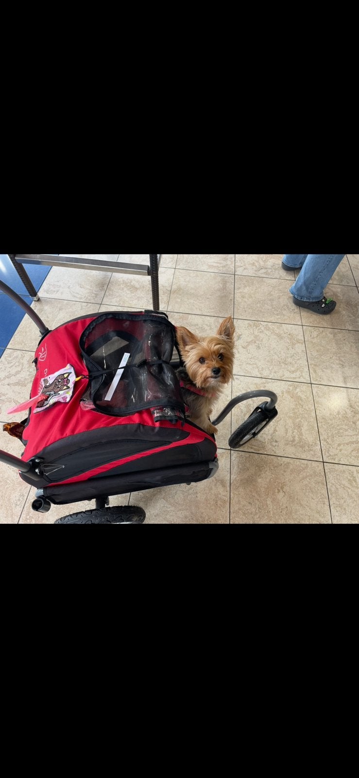 DutchDog DoggyRide Mini hondenbuggy / jogger – Rood/Zwart, Ophalen, Zo goed als nieuw
