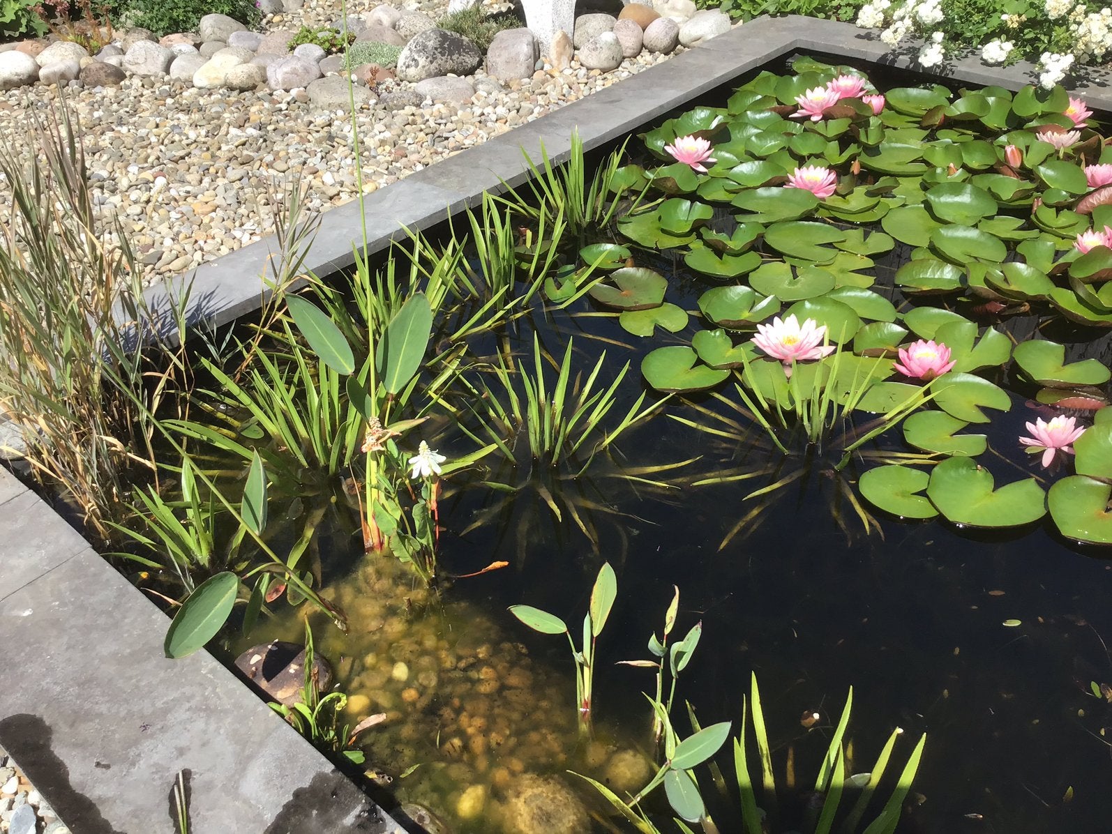 Krabbenscheer planten, Ophalen, Gebruikt