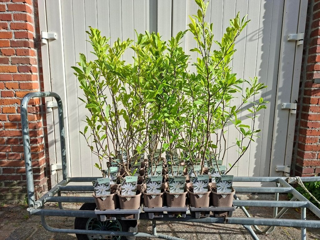 Mooie Magnolia Stellata (Beverboom) in pot!, Overige soorten, Lente, Ophalen, Volle zon