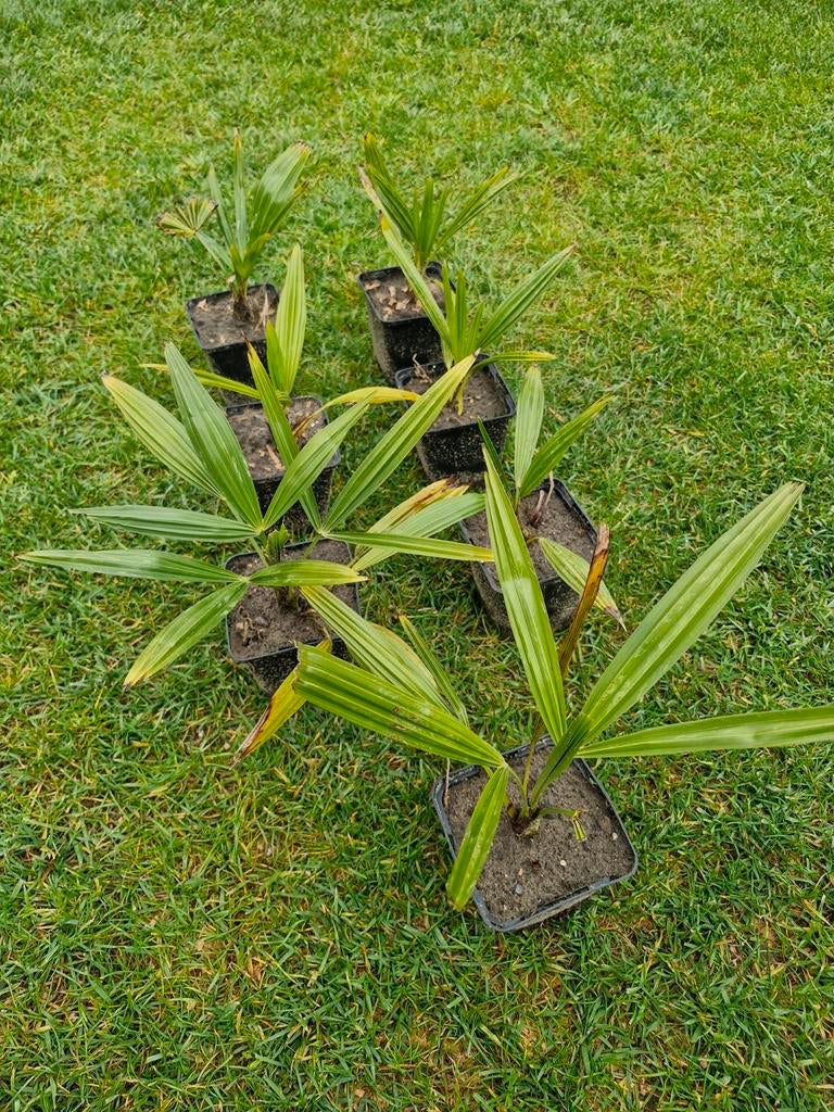 Trachycarpus Fortunei palm boompjes, Volle zon, Vaste plant, Zomer, Ophalen