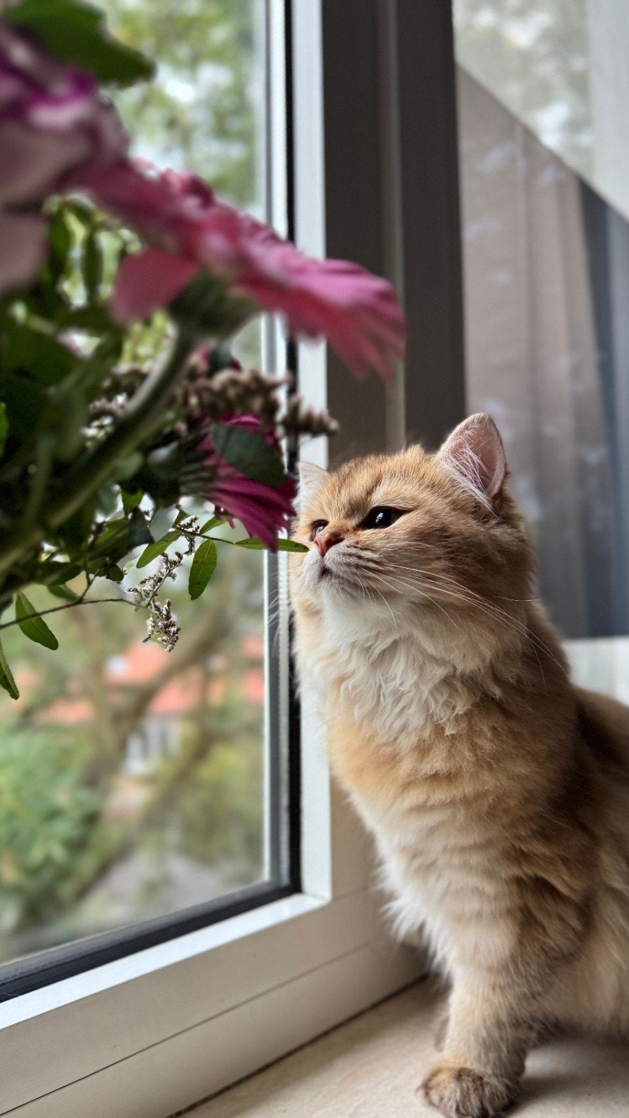 Brits Halflanghaar Poes | 1 jaar | Met stamboom, Poes, Met stamboom, 0 tot 2 jaar