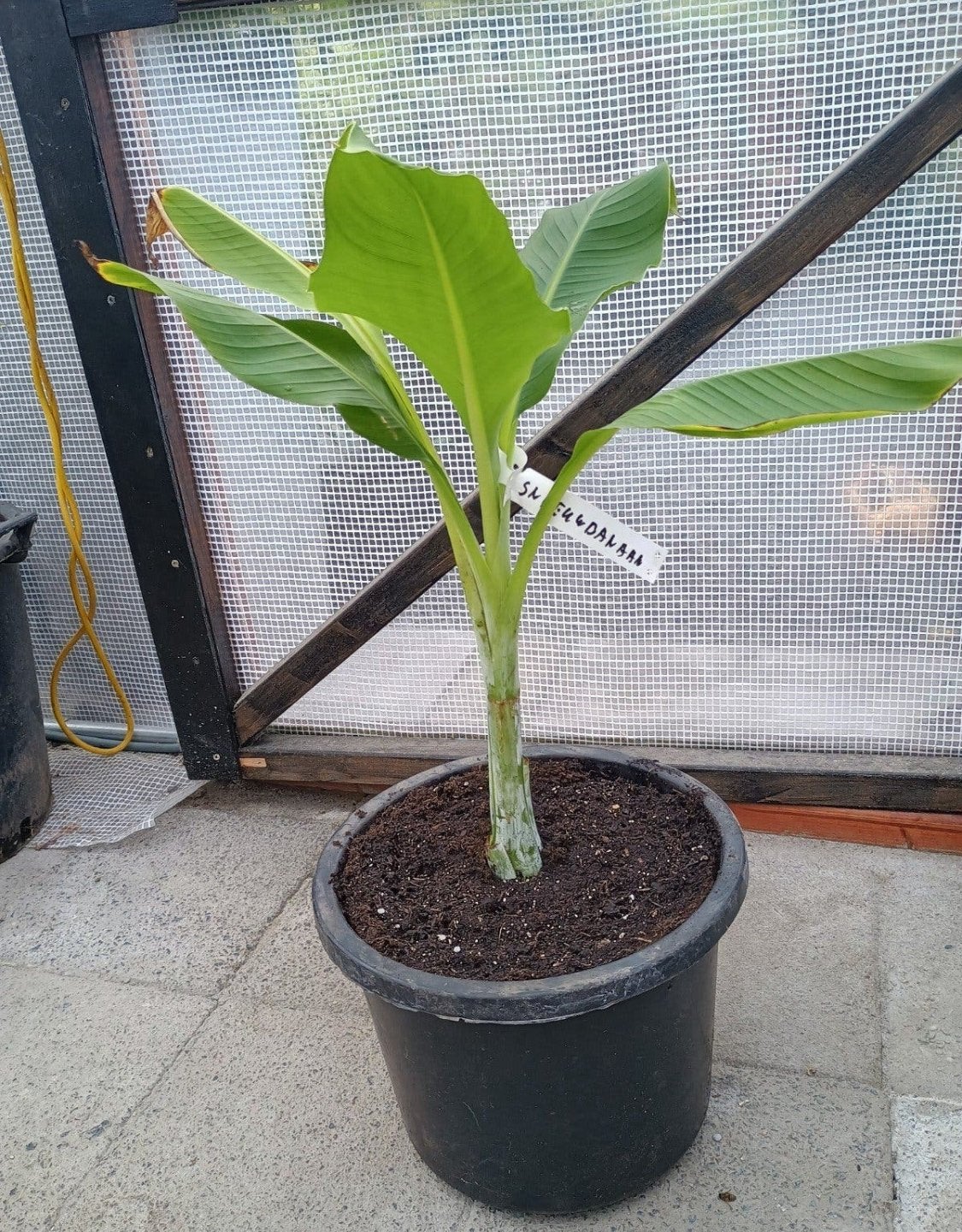 Te koop winterharde sneeuw banaan, Ophalen, Overige soorten