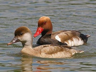 Siereenden, ganzen, zwanen, kippen etc., Dieren en Toebehoren, Meerdere dieren, Gans of Zwaan