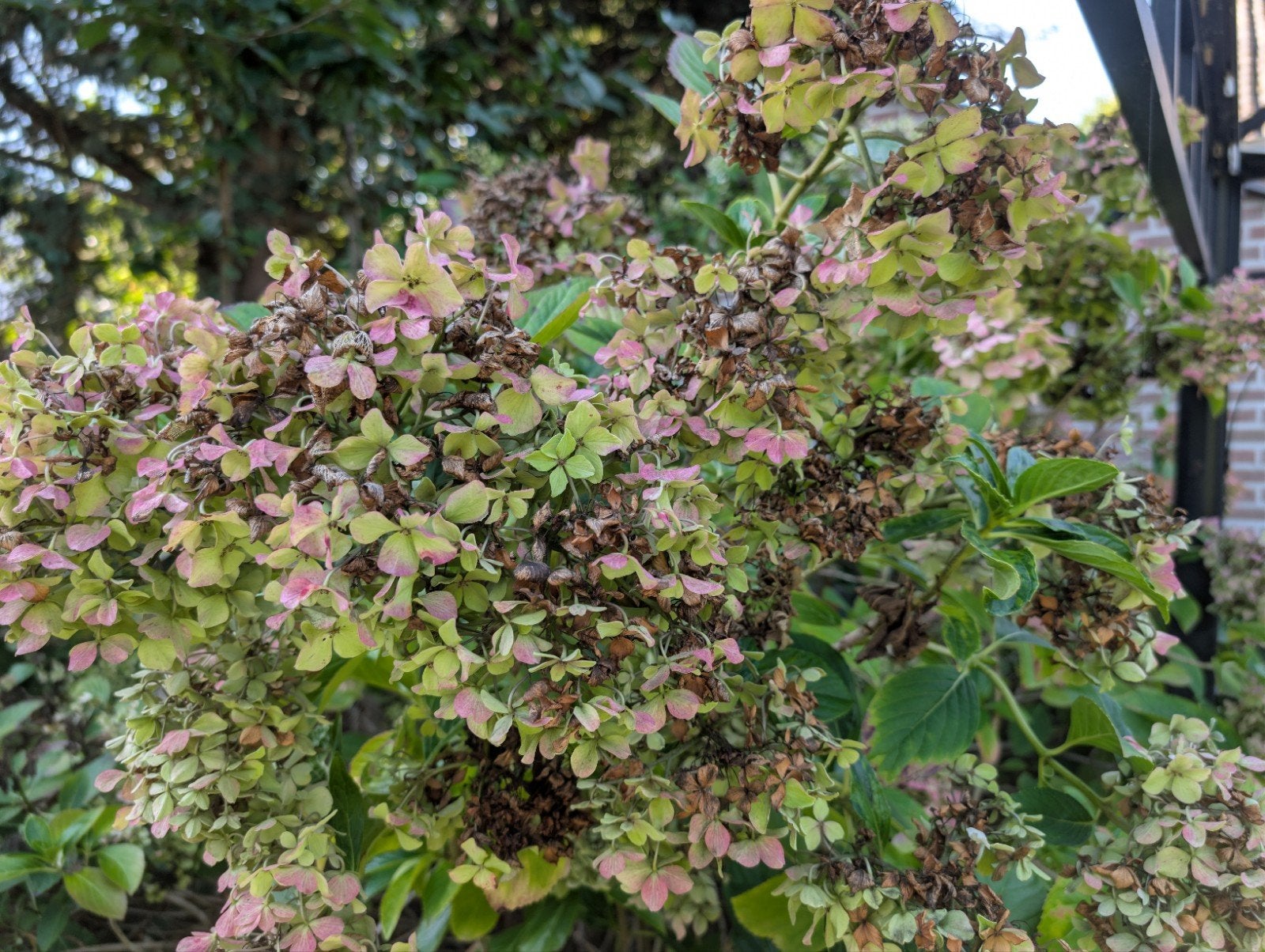 Hortensia planten volwassen €50 per stuk, Vaste plant, Halfschaduw, Zomer, Ophalen