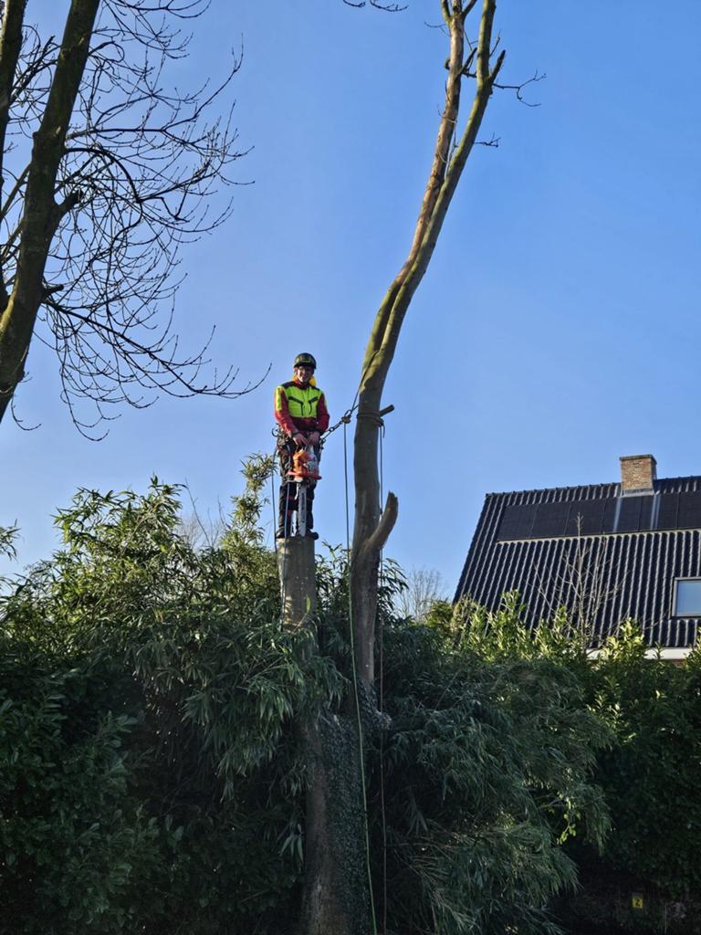 Bomen kappen afbreken boomverzorger, Ophalen, Volle zon, Overige soorten