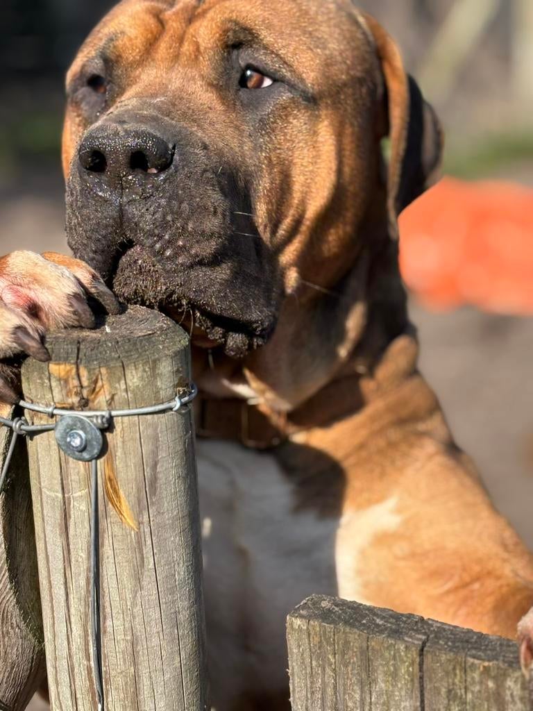 Bully xl zoekt oppas, Diensten en Vakmensen, Dieren | Honden | Verzorging, Oppas en Les