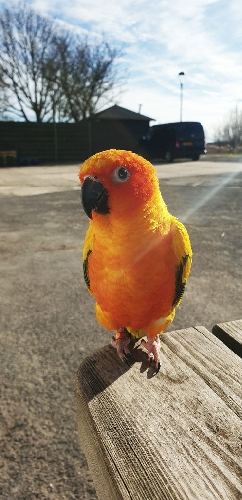 Jonge Baby Zonparkieten | Handtam | Aanhankelijk, Dieren en Toebehoren, Vogels | Parkieten en Papegaaien, Meerdere dieren, Parkiet
