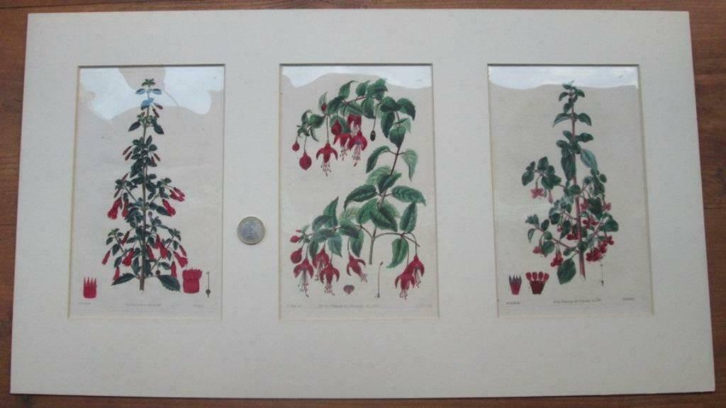 3 antieke kopergravures betreffende fuchsia's, Antiek en Kunst, Ophalen of Verzenden, Gravure, Handgekleurd, 1800 - 1899