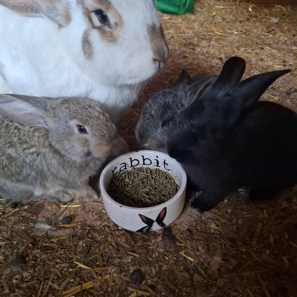 Lotharinger konijnen zoeken nieuw huisje, Dieren en Toebehoren, Konijnen, Meerdere dieren, Groot