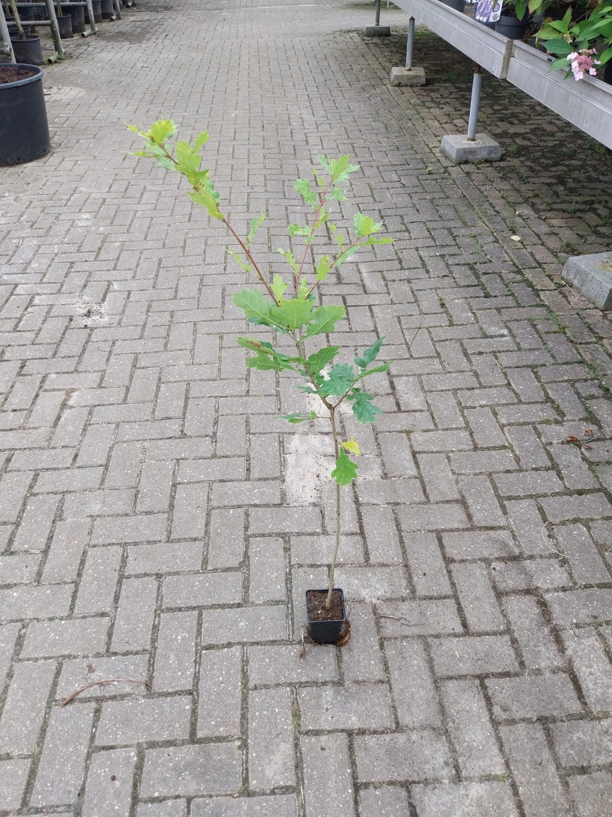 Jonge Quercus Robur (Zomereik) in pot, Overige soorten, Lente, 100 tot 250 cm, Ophalen