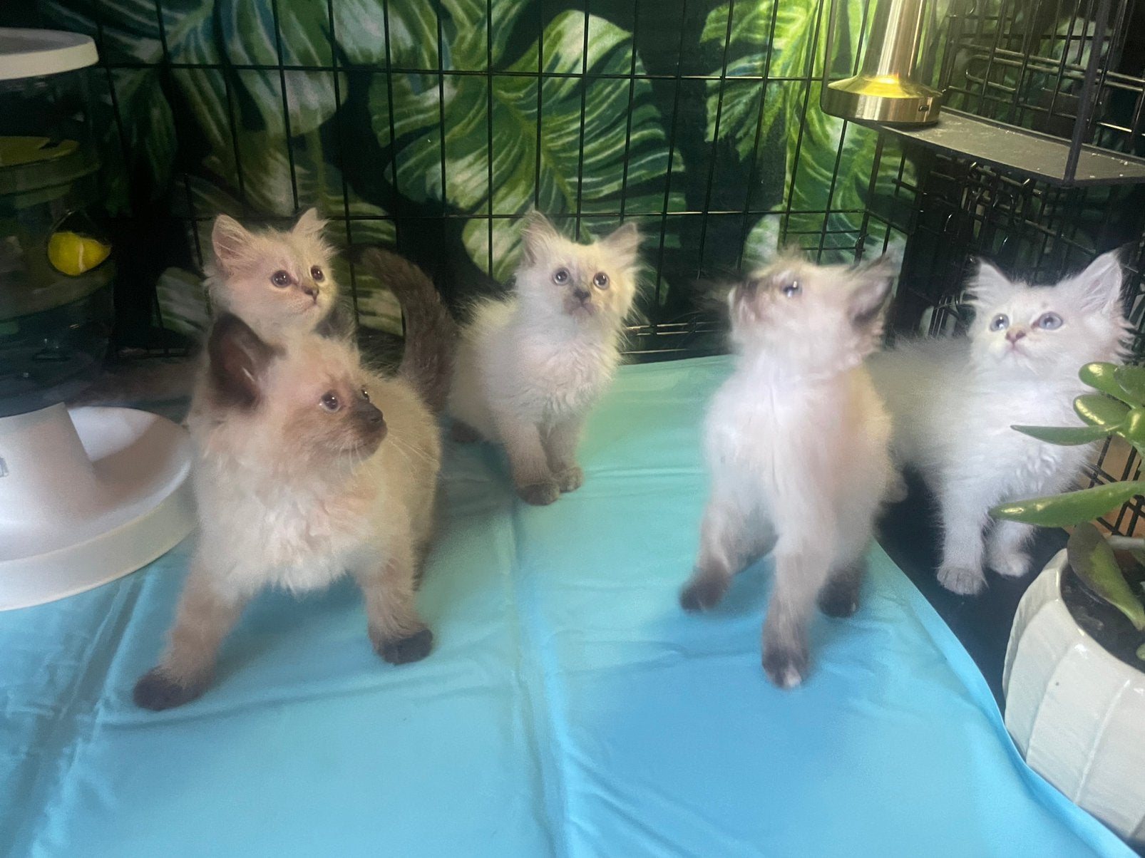 Neva Masquerade kittens te koop met stamboom, Meerdere dieren, Met stamboom, 0 tot 2 jaar