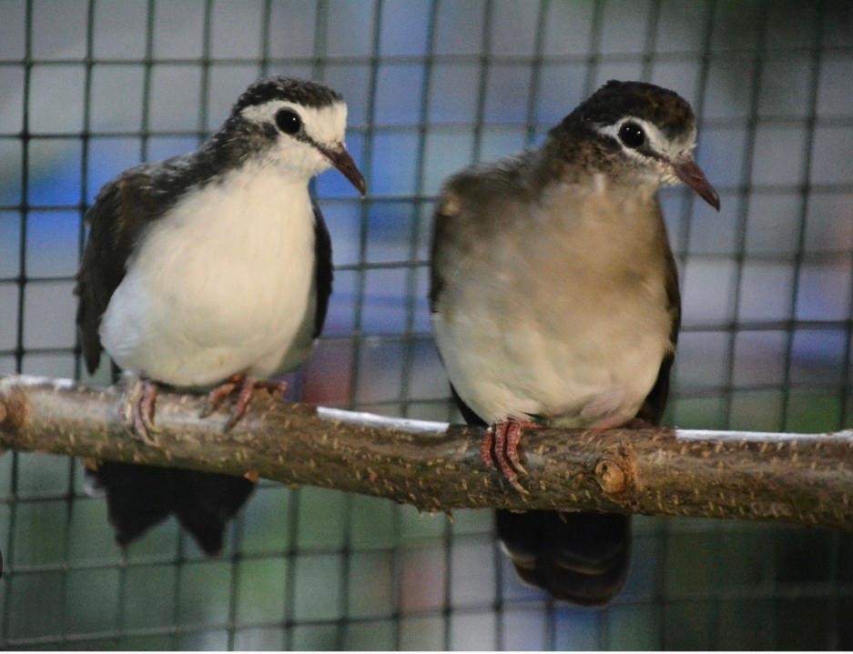 Tamboerijn duifjes te koop, Meerdere dieren, Geringd