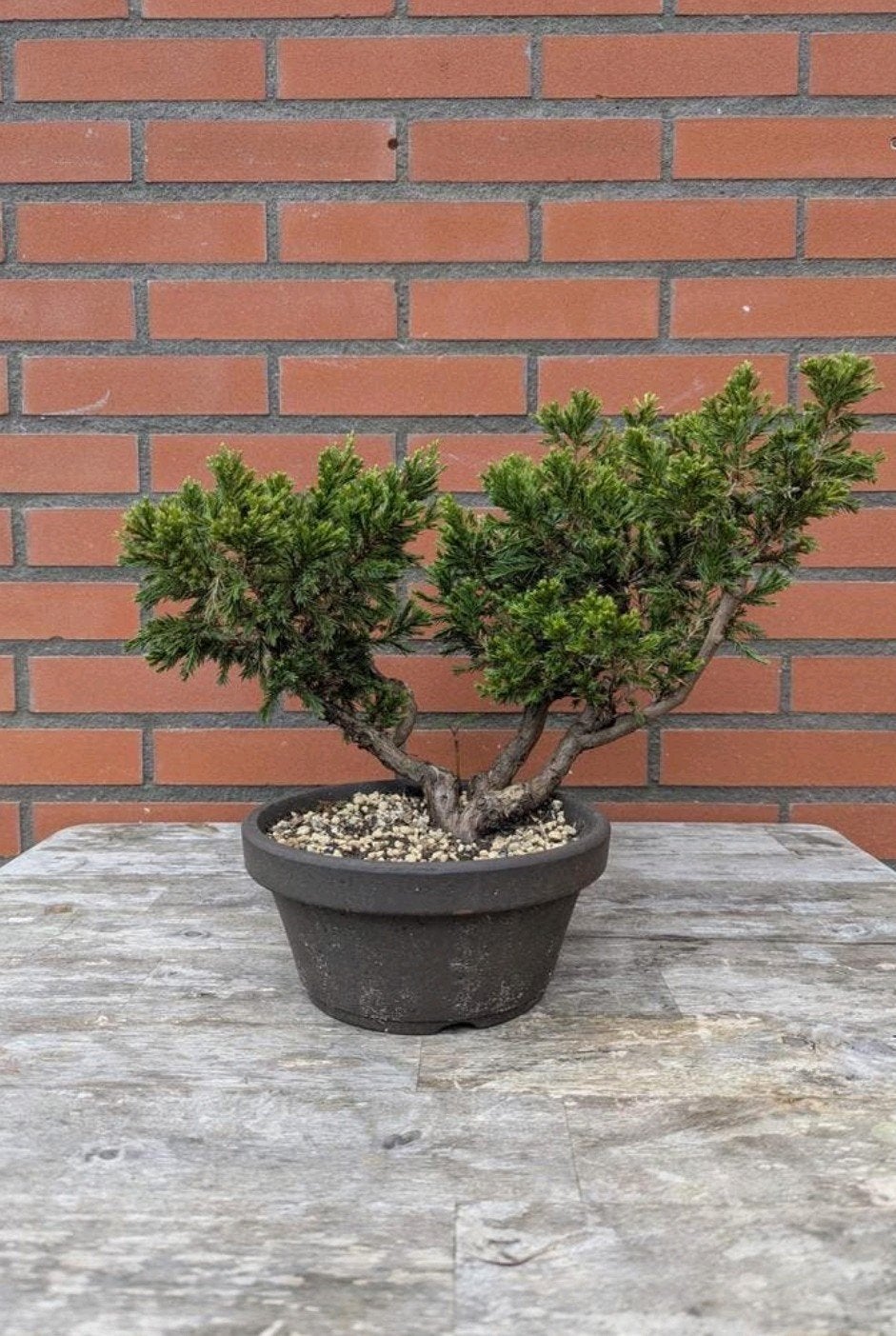 Chinese Jeneverbes Bonsai, Ophalen, Overige soorten, Volle zon