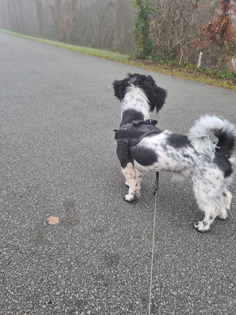 Shih Tzu hondje reu ongeveer 2 jaar, 1 tot 2 jaar, Meerdere, Nederland, Particulier