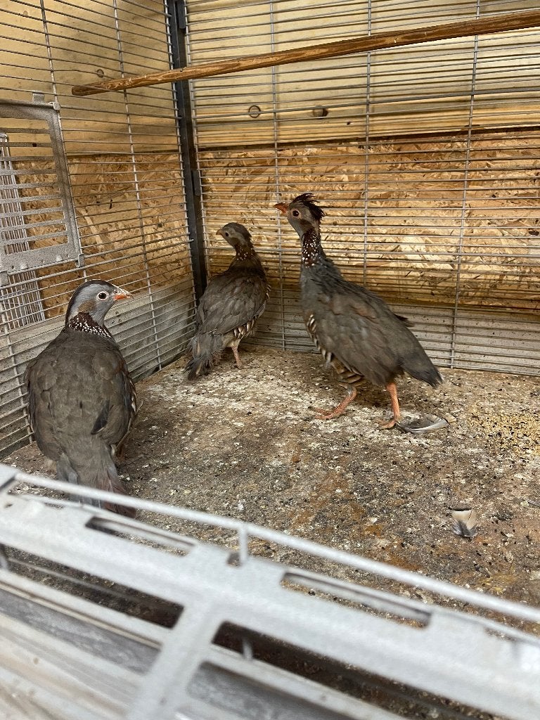 barbarijse patrijzen te koop, Meerdere dieren, Tropenvogel, Tam