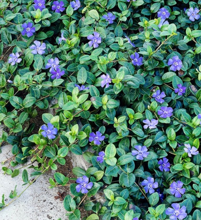 Vinca/ kleine maagdenpalm stekjes te koop, Ophalen of Verzenden, Halfschaduw