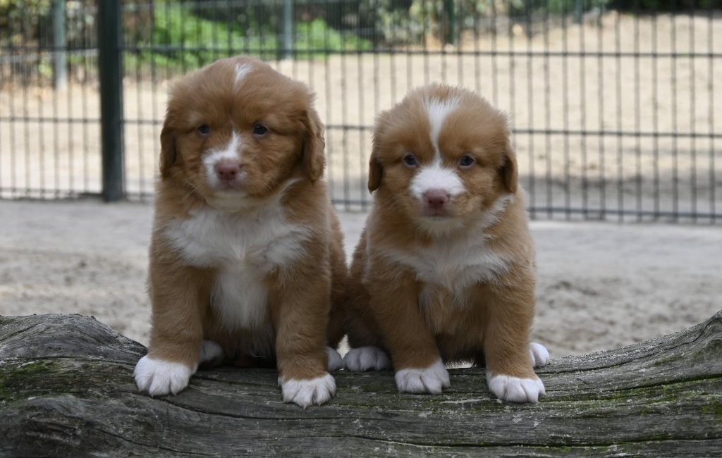 Nova Scotia Duck tolling Retriever pups met stamboom #Toller, Parvo, Nederland, Overige rassen, 8 tot 15 weken