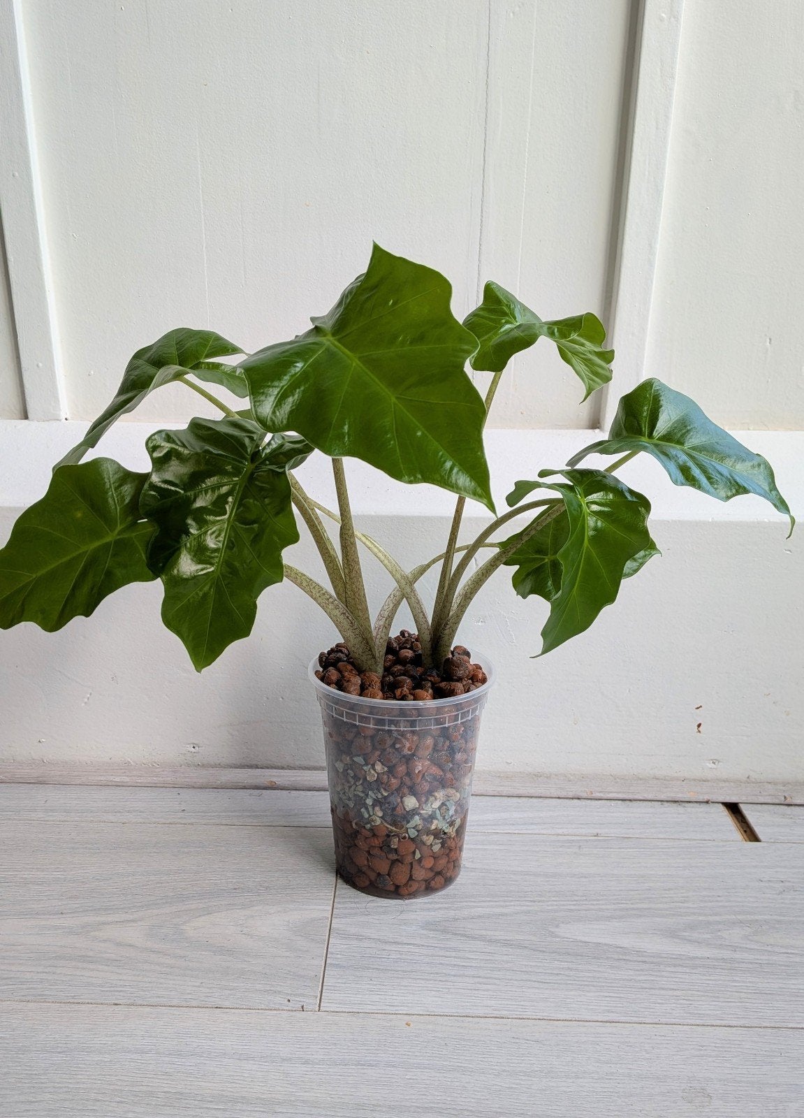 Alocasia Low Rider (2 stuks) - Hydrocultuur, Huis en Inrichting, Kamerplanten, Ophalen, Halfschaduw, Minder dan 100 cm