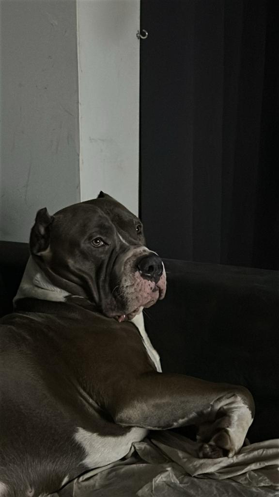 American Bully XL reu, 6 jaar of ouder, Parvo, Eén hond, Nederland