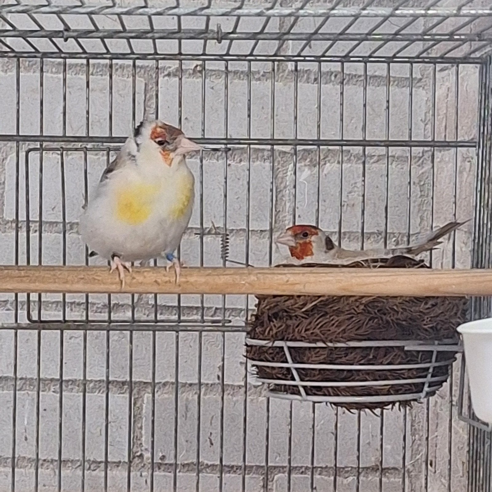 Mooi bewezen koppel majoor putters, Dieren en Toebehoren, Vogels | Overige Vogels, Meerdere dieren