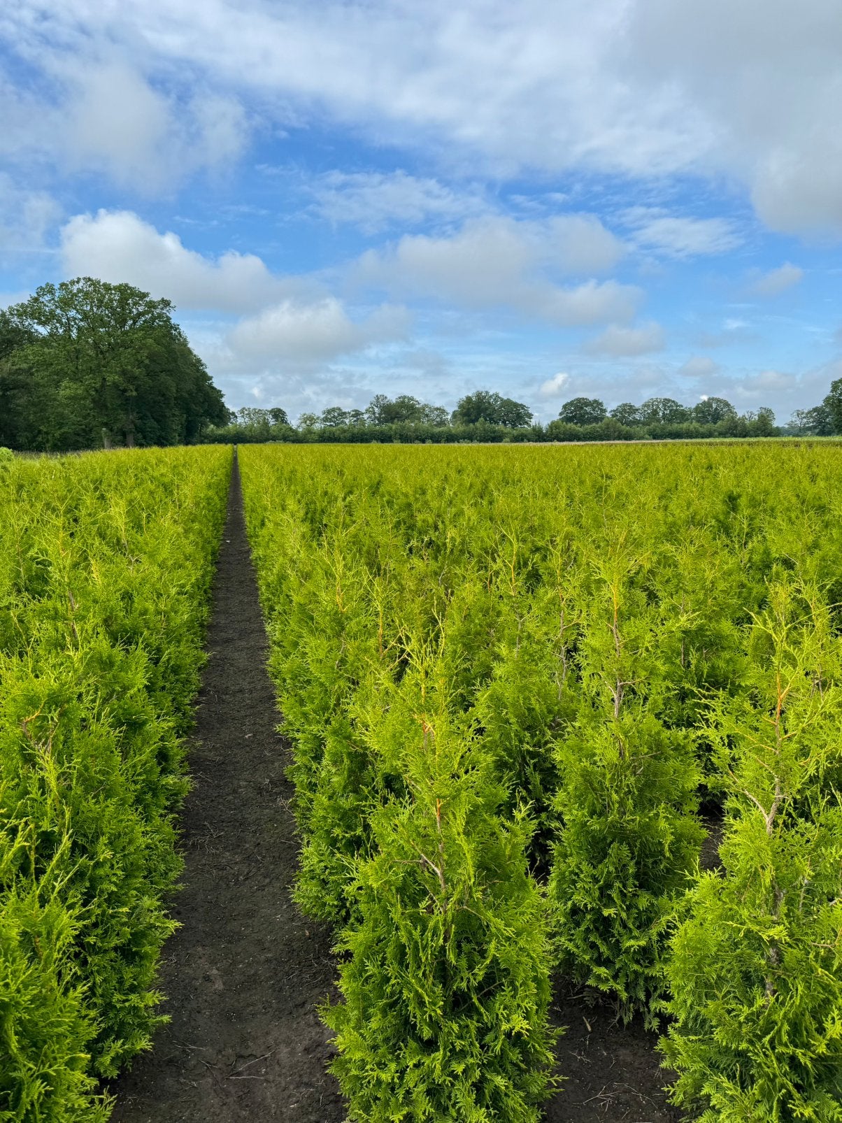 Thuja Brabant kopen | Snelgroeiende coniferenhaag, Ophalen of Verzenden, Conifeer