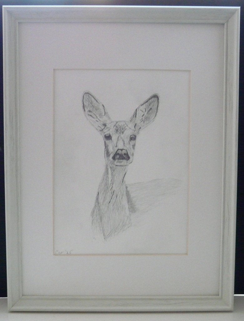 Ree, Ophalen of Verzenden, Tekening, Potloodtekening, Handgemaakt