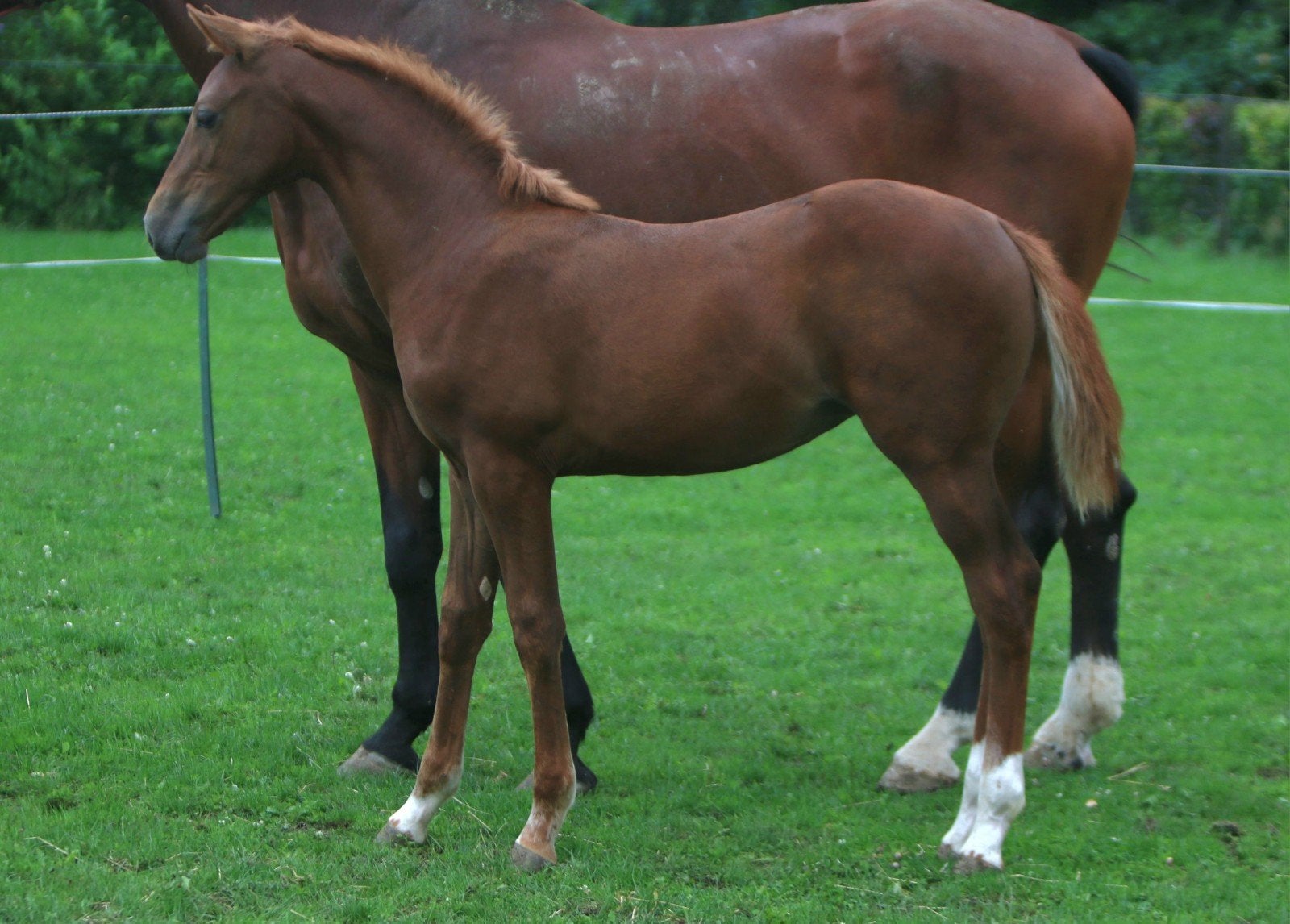 Prachtig merrieveulen Zepp x Tygo, Dieren en Toebehoren, Paarden, Merrie, Springpaard, Met stamboom, 0 tot 2 jaar