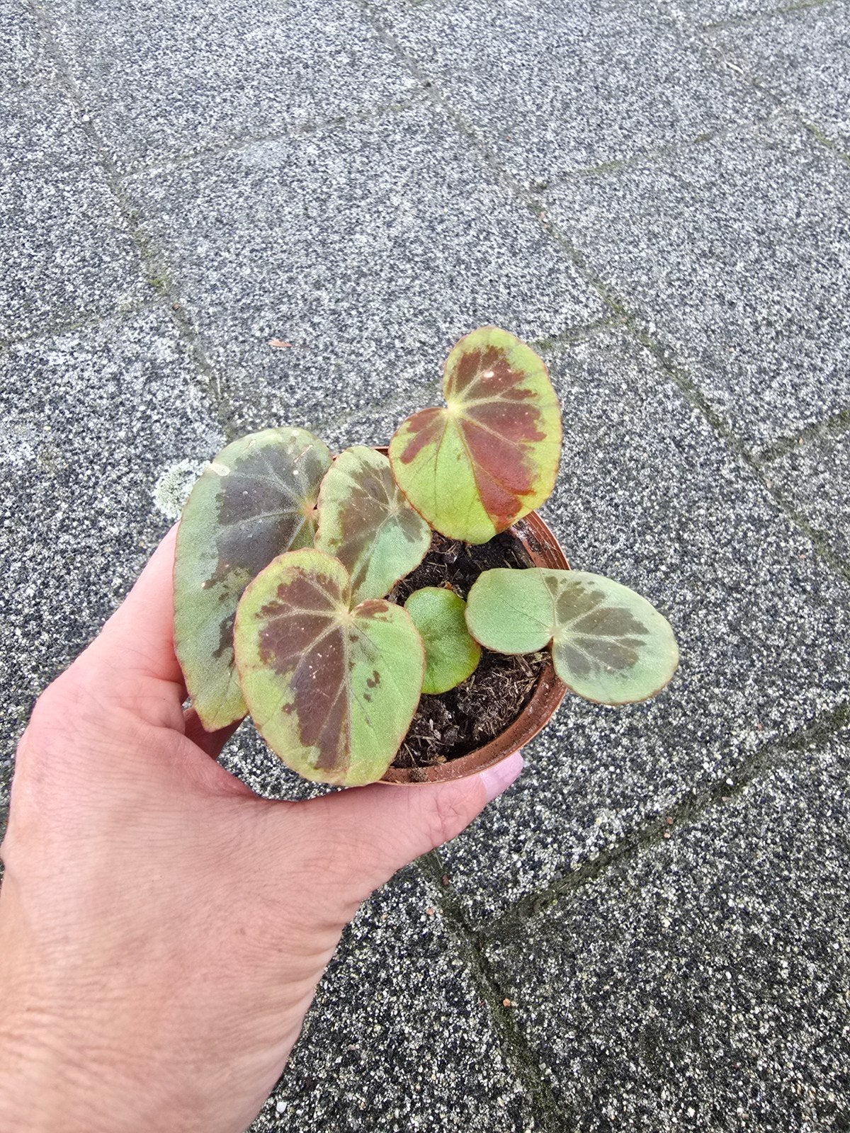 Begonia Burkillii silver edge, Ophalen of Verzenden, Halfschaduw, Minder dan 100 cm