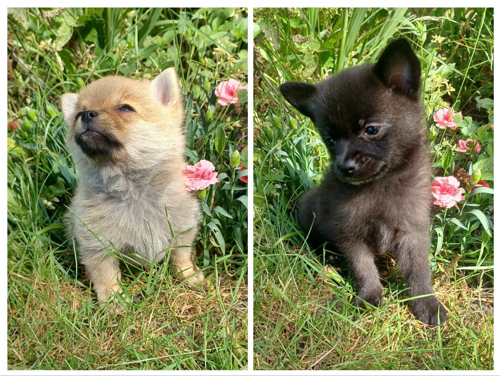 Hele mooie,lieve gesocialiseerde pomchi pups 75% pomeriaan, Parvo, Overige rassen, 8 tot 15 weken, Meerdere
