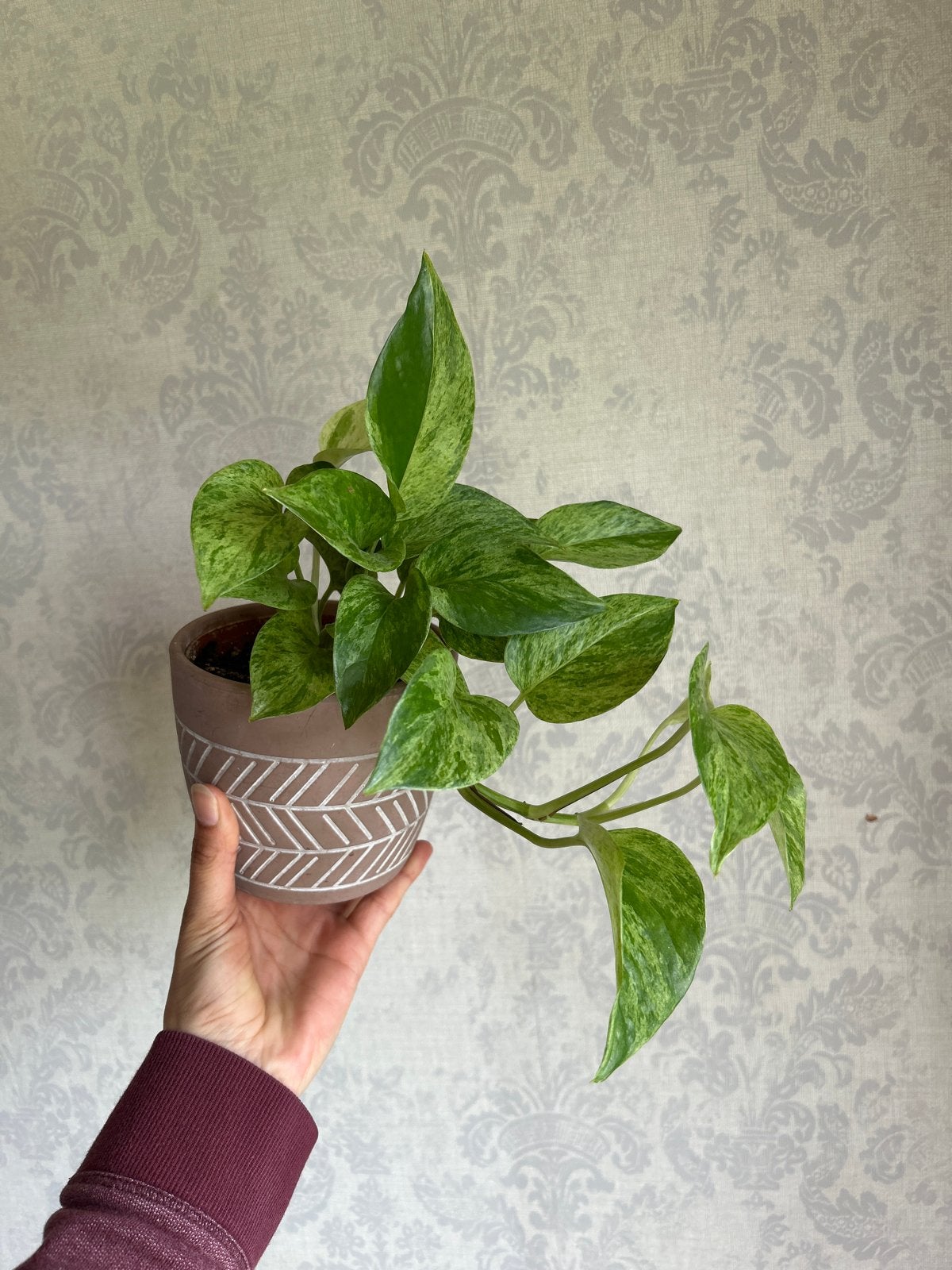 Kamerplant: Scindapsus 'Marble Queen', Huis en Inrichting, Kamerplanten, Ophalen, Overige soorten, Halfschaduw, Minder dan 100 cm
