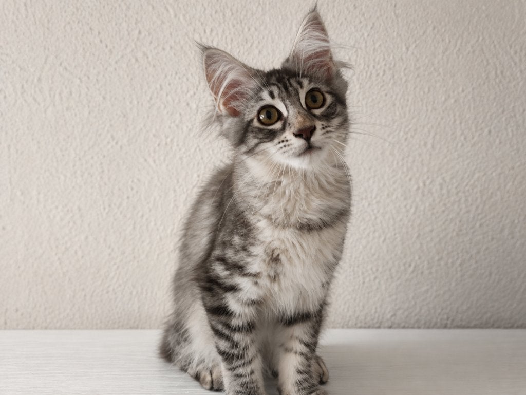Maine Coon Kittens, Dieren en Toebehoren, Meerdere dieren, Gechipt, 0 tot 2 jaar
