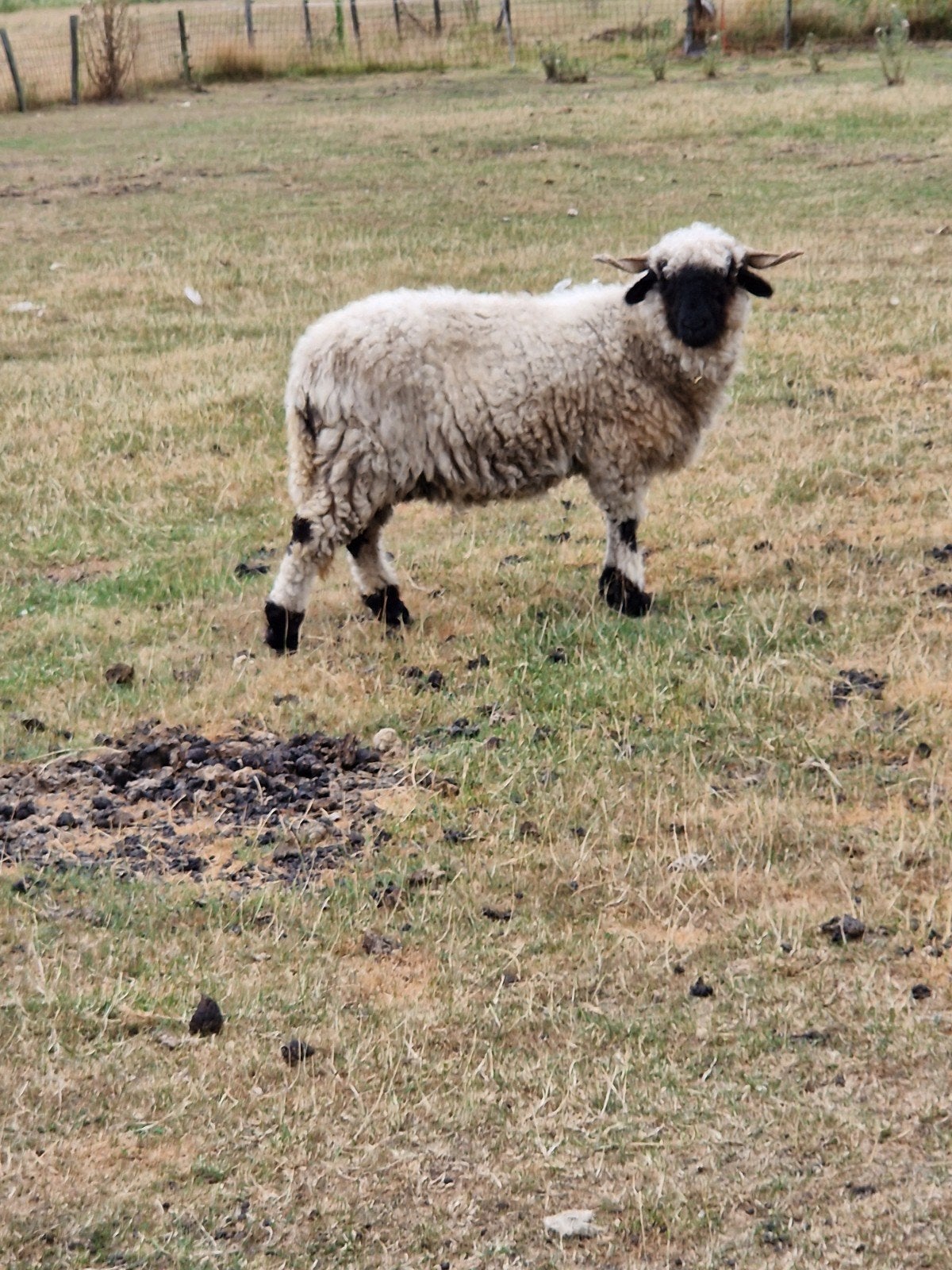 wallische schwarznase ooi, Vrouwelijk, Schaap, 3 tot 5 jaar