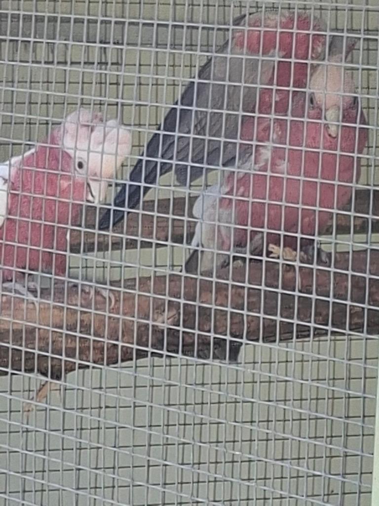 Koppel rose kaketoe s, Meerdere dieren, Papegaai