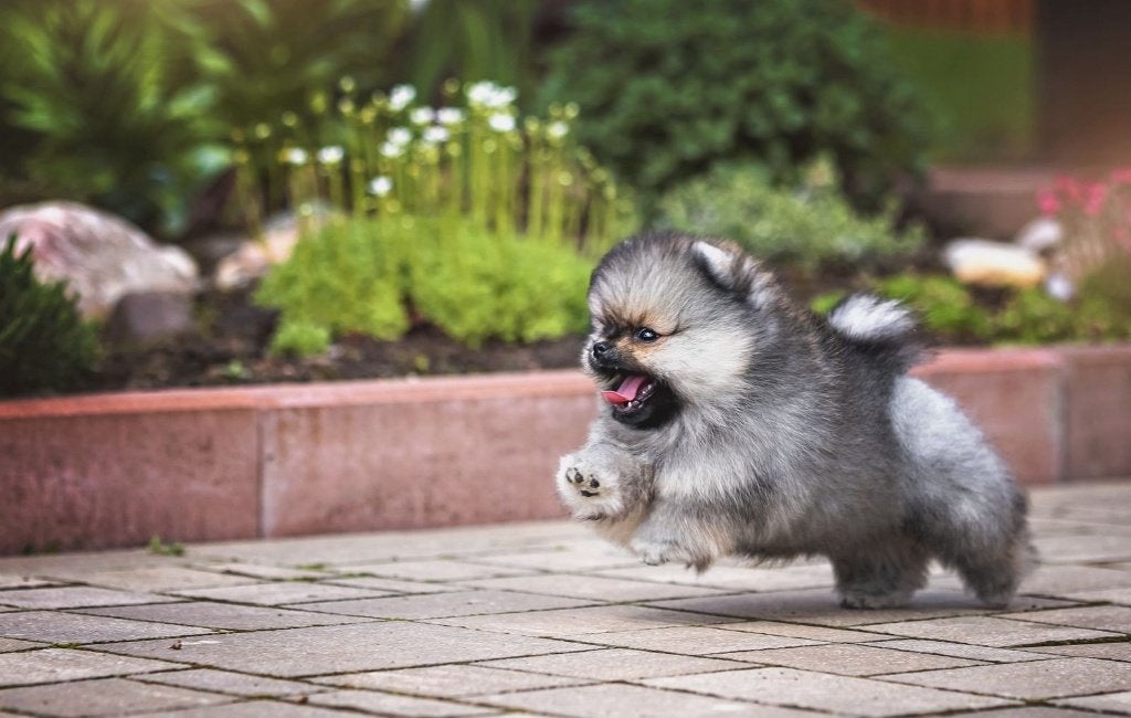 Pomeriaan pup reutje Orange Sable Bear type – reserveren, Dieren en Toebehoren, Honden | Poolhonden, Keeshonden en Oertypen, Nederland