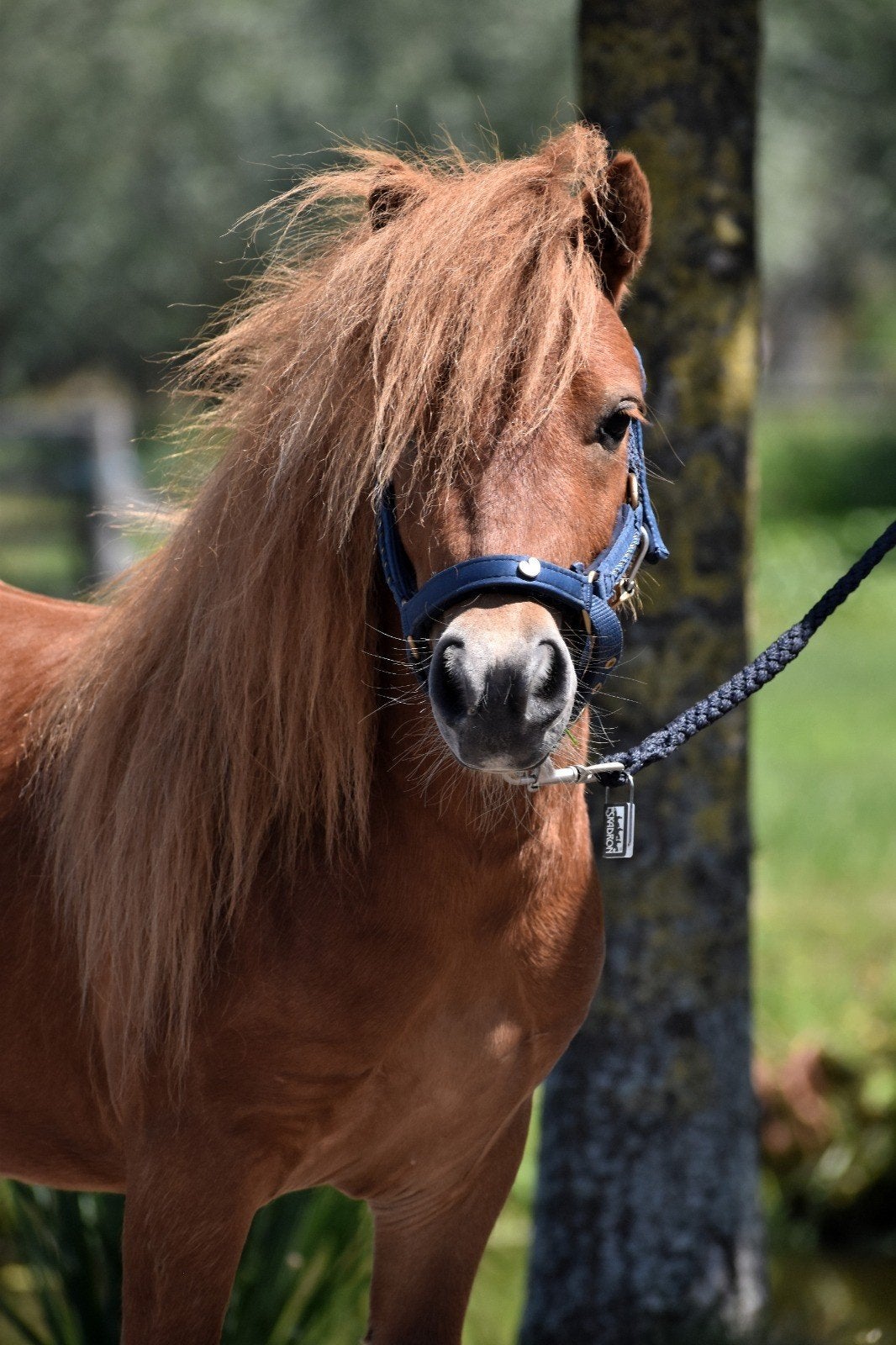 ** SUPER KNAPPE & LIEVE SHETLANDER RUIN**en meer!, Dieren en Toebehoren, Pony's, Ruin, Niet van toepassing, A pony (tot 1.17m)