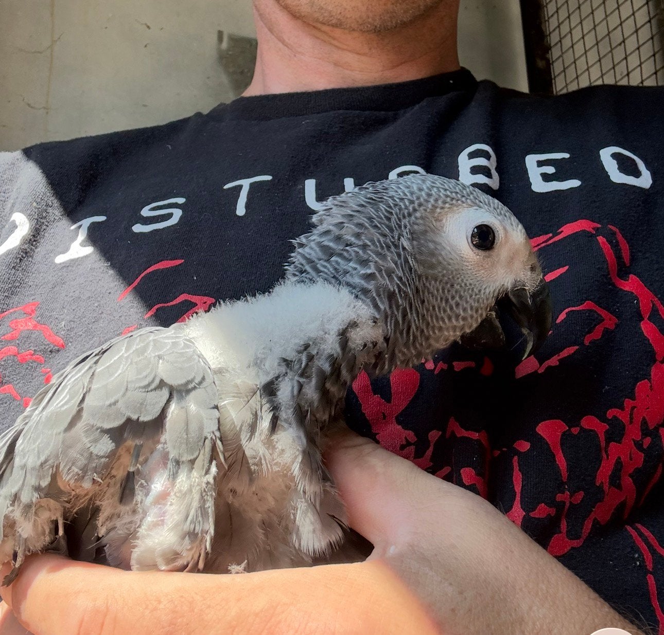 Jonge grijzeroodstaarten., Dieren en Toebehoren, Vogels | Parkieten en Papegaaien, Meerdere dieren, Papegaai, Tam