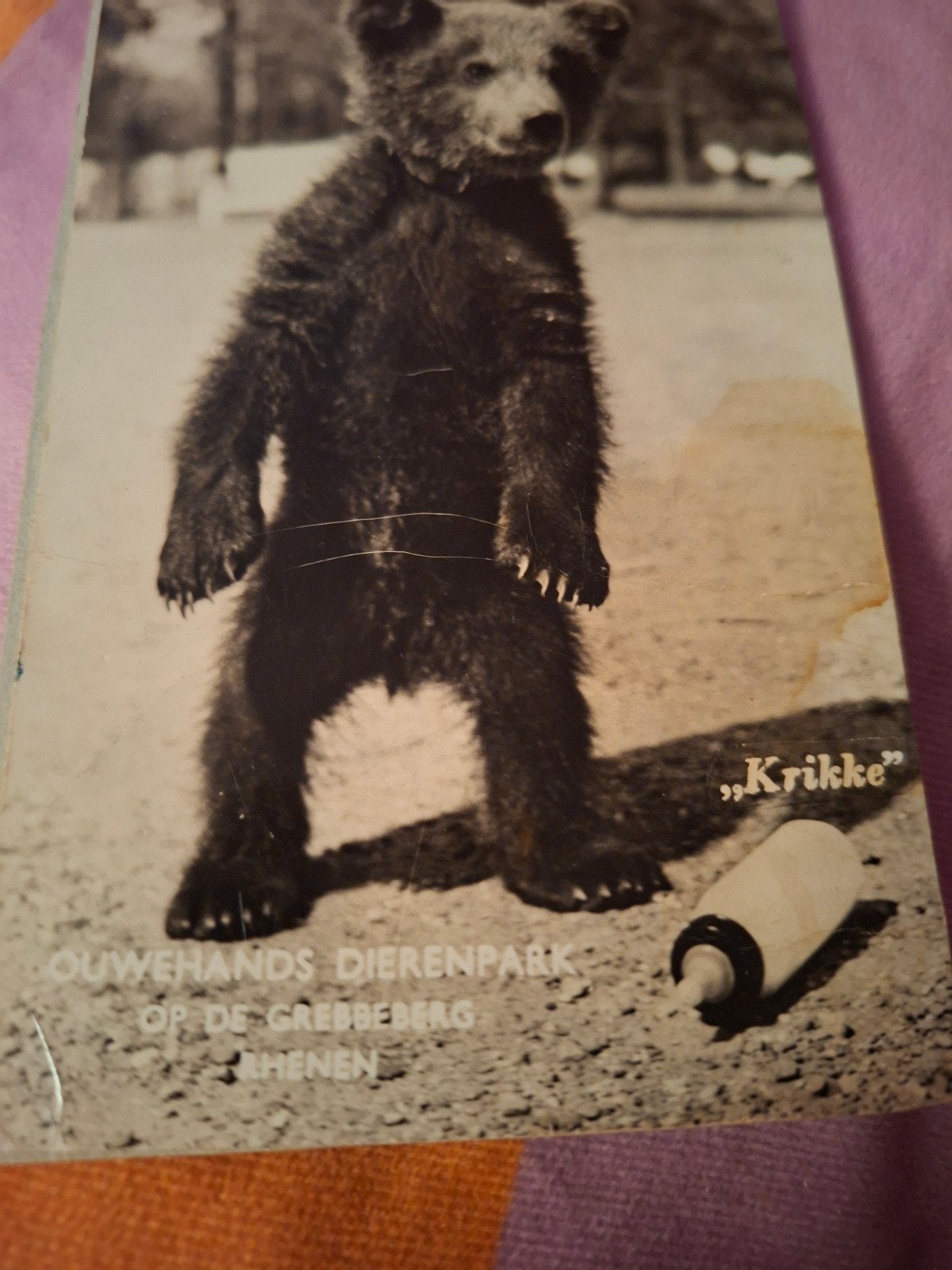Ouwehands Dierenpark Rhenen - Krikke de Televisiebeertje, Verzamelen, Ophalen, 1960 tot 1980, Gelopen, Wild dier