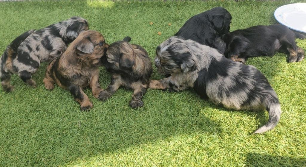 Shih Tzu Boomer x Lhasa Apso pups